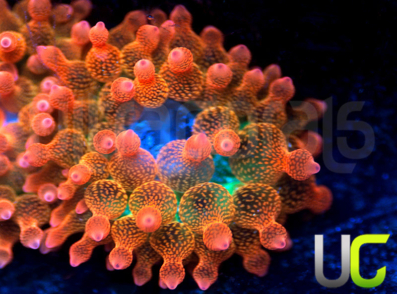 UC Spitfire Anemone - Small