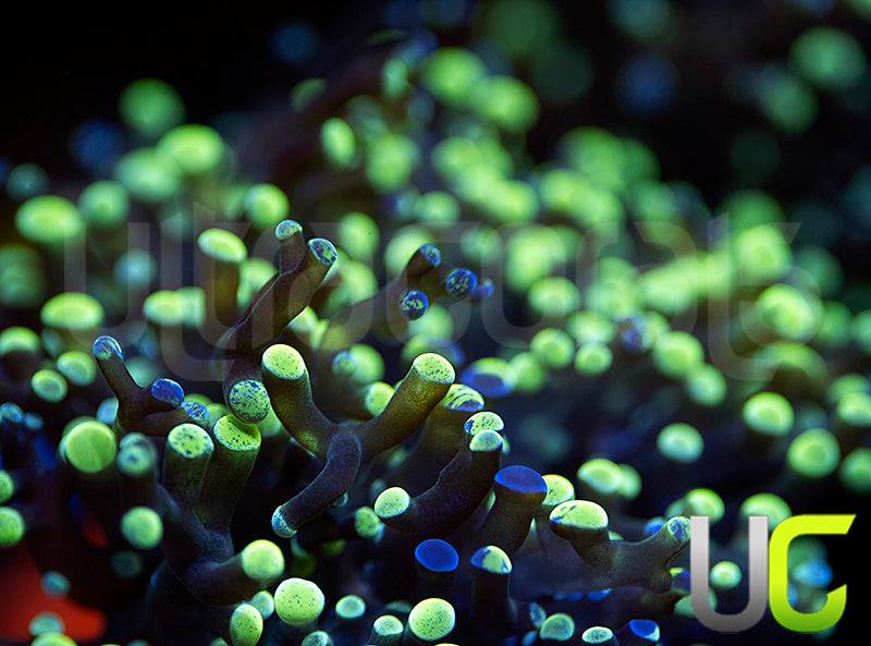 UC Splatter Spawn