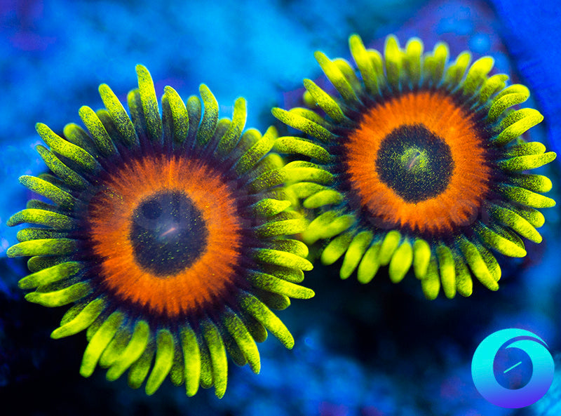 Super Sunflowers