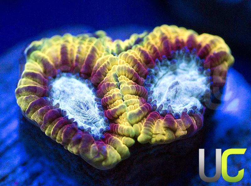 UC Skyfall Micro Favia