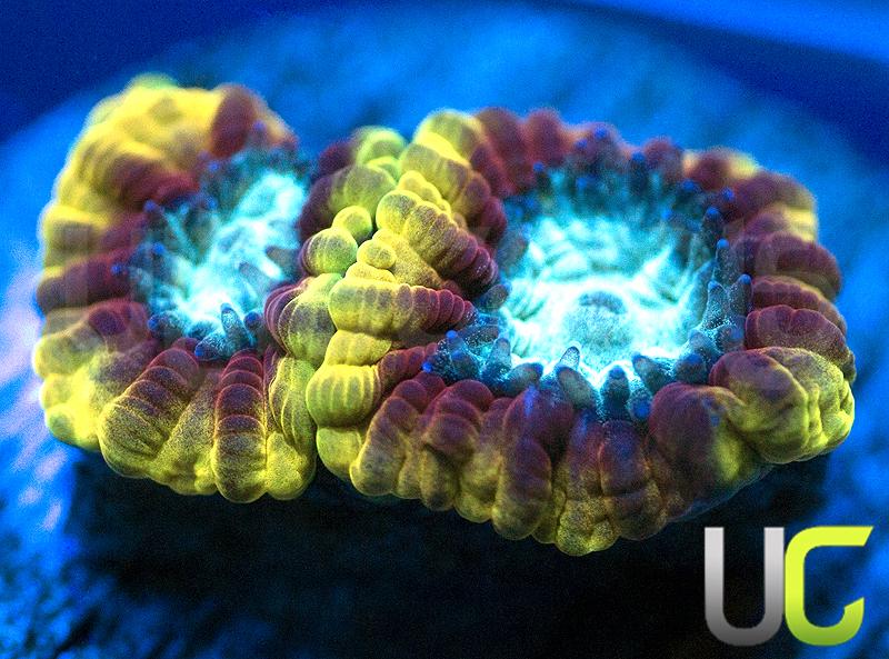 UC Skyfall Micro Favia