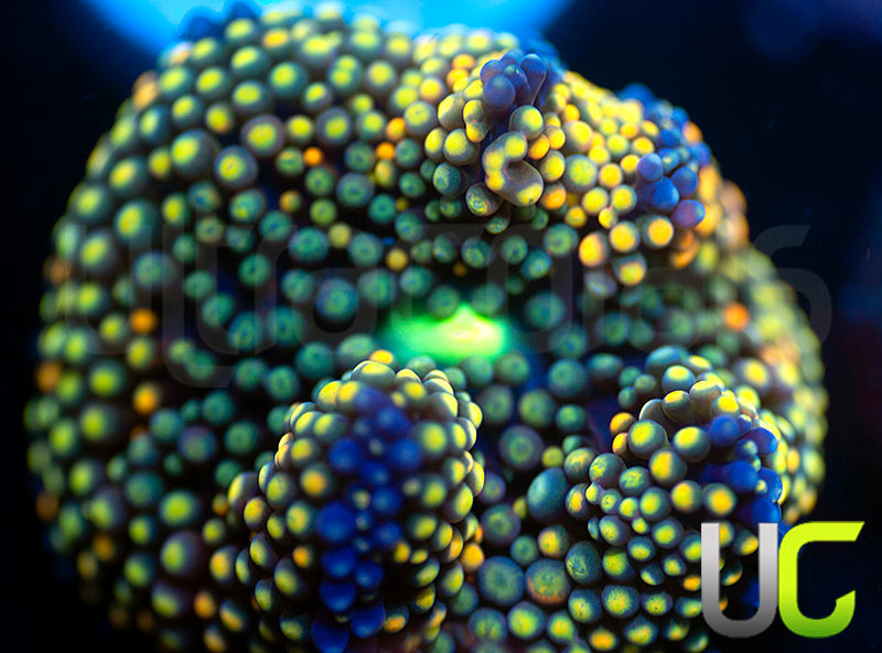 UC Mixed Metallic Ricordea