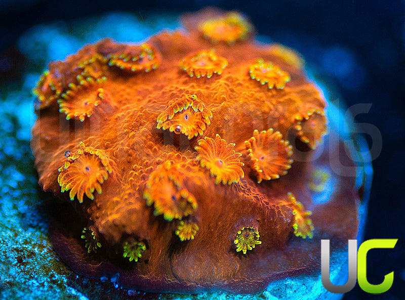 WWC Hi-C Cyphastrea