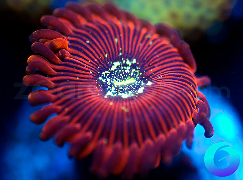 Magician PE