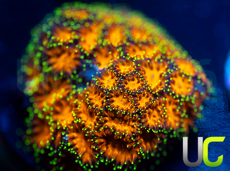 UC Lightning Tip Leptastrea
