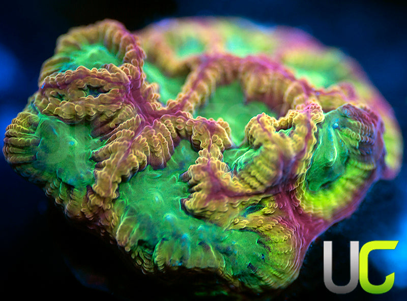 UC Overkill Favites