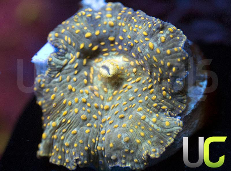 Yellow Spot Mushroom