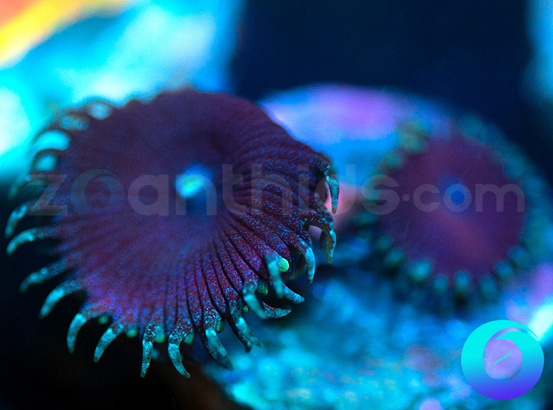 Electric Blue Proto