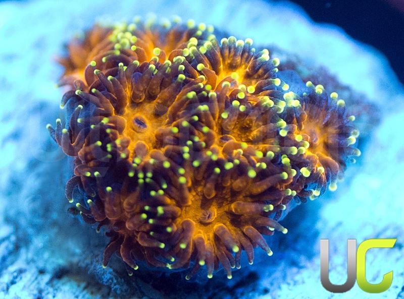 UC Lightning Tip Leptastrea