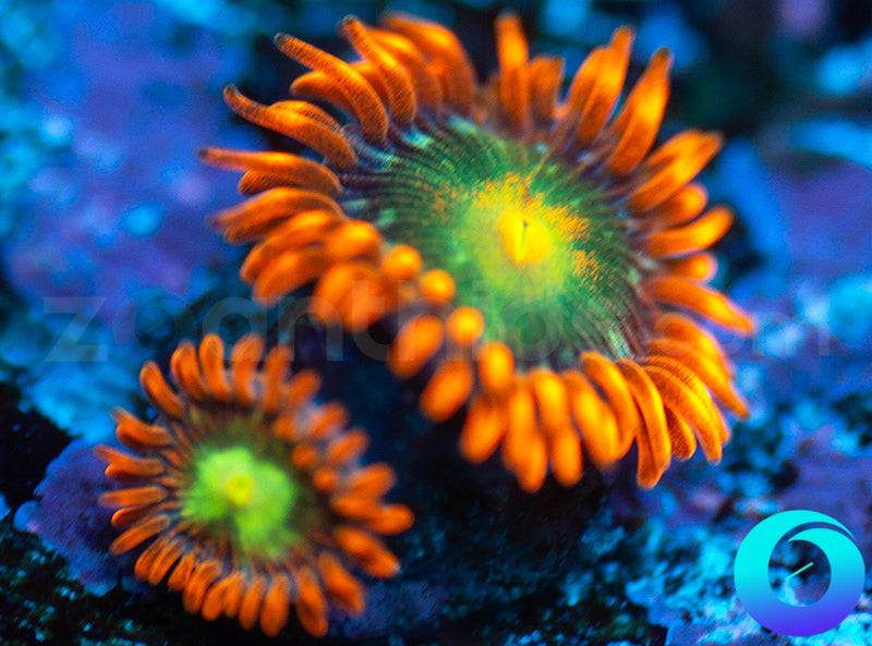 Solar Fusion