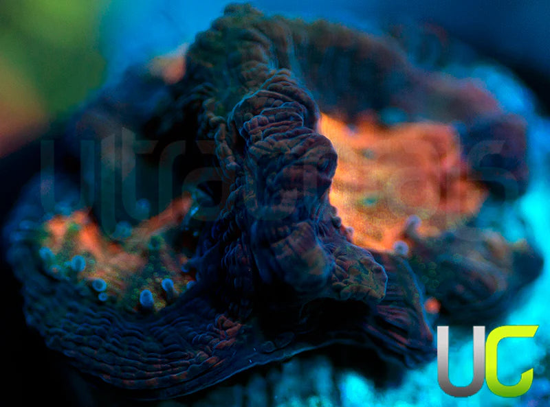 UC Purple Rain Platy