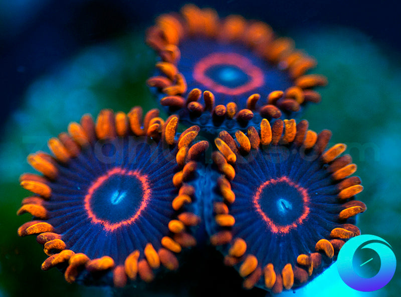 Red Hornets
