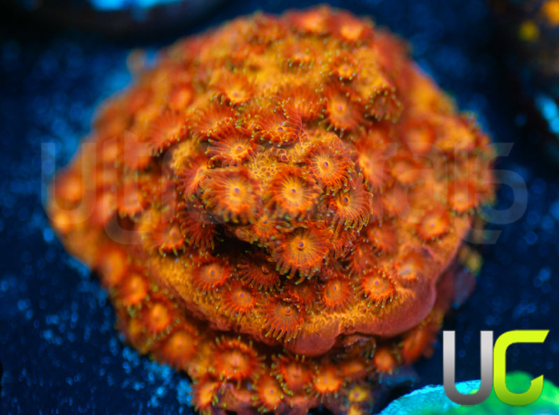 WWC Hi C Cyphastrea