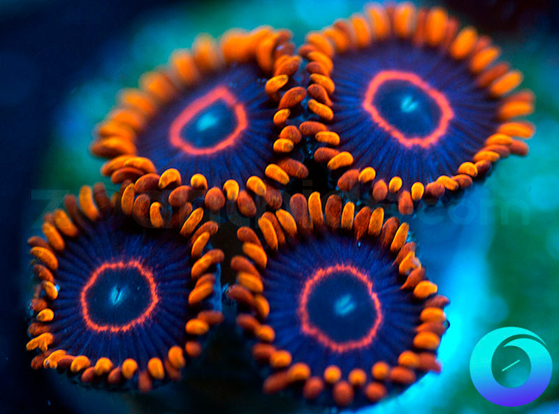 Red Hornets