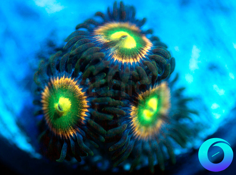 RR Krakens