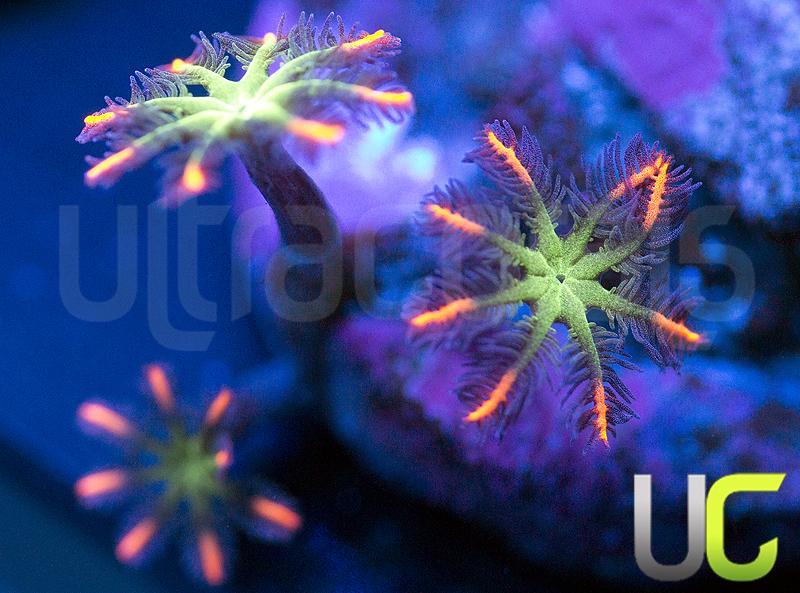 Fireworks Cloves