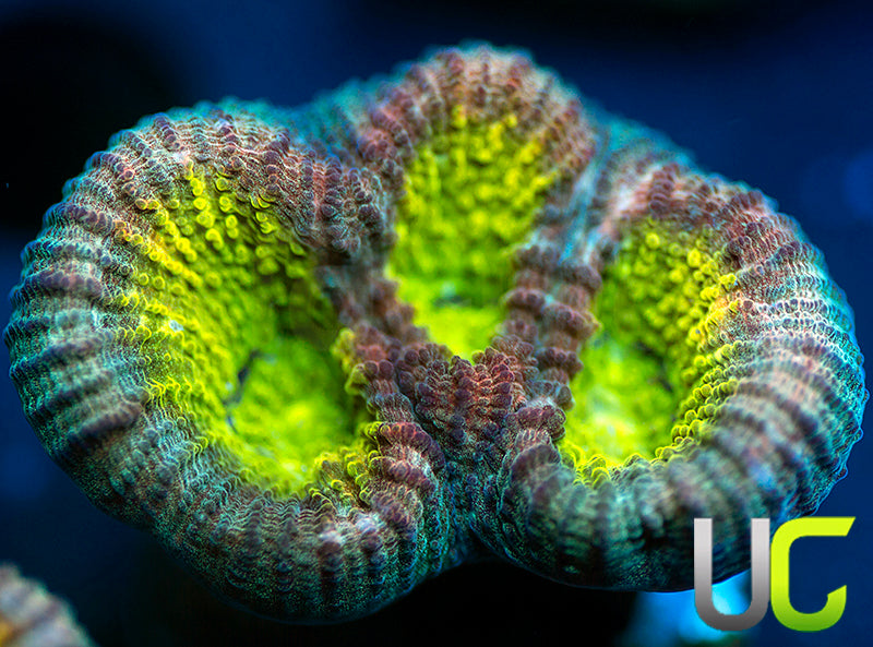 Rainbow Goniastrea