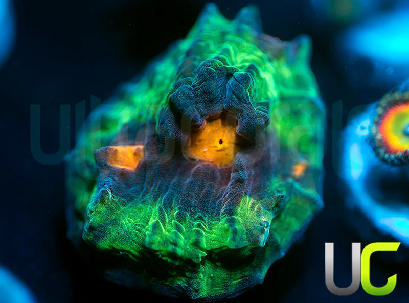 UC Jamberry Chalice
