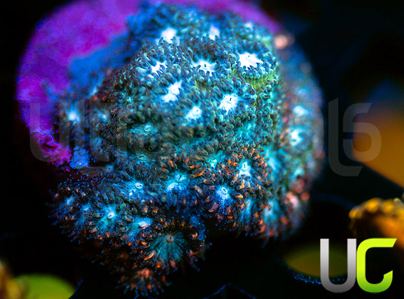 UC Rainbow Leptastrea