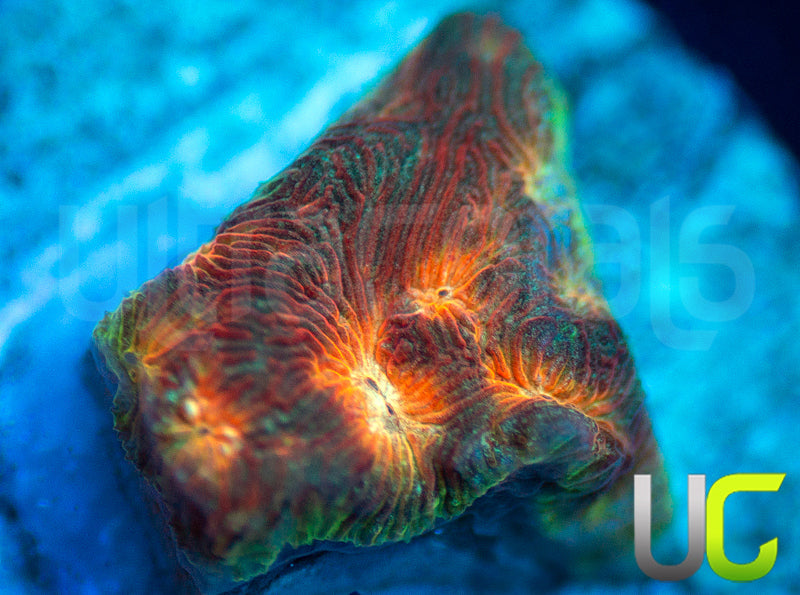 UC Plutonium Lepto