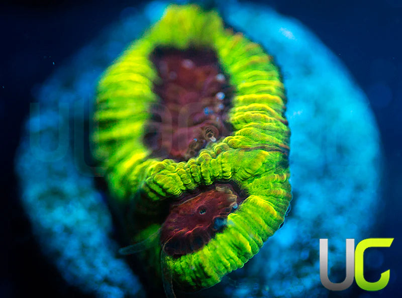 UC Evil Eye Favia