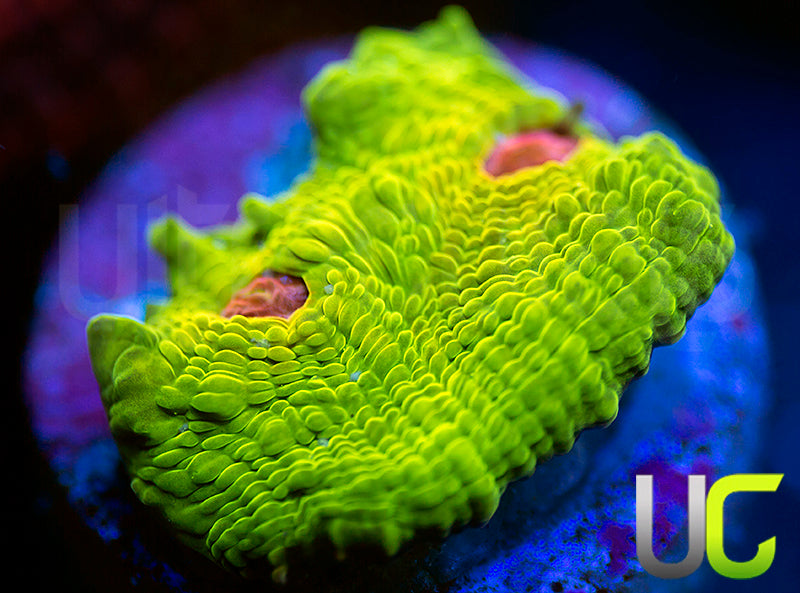 UC Plasmatic Chalice