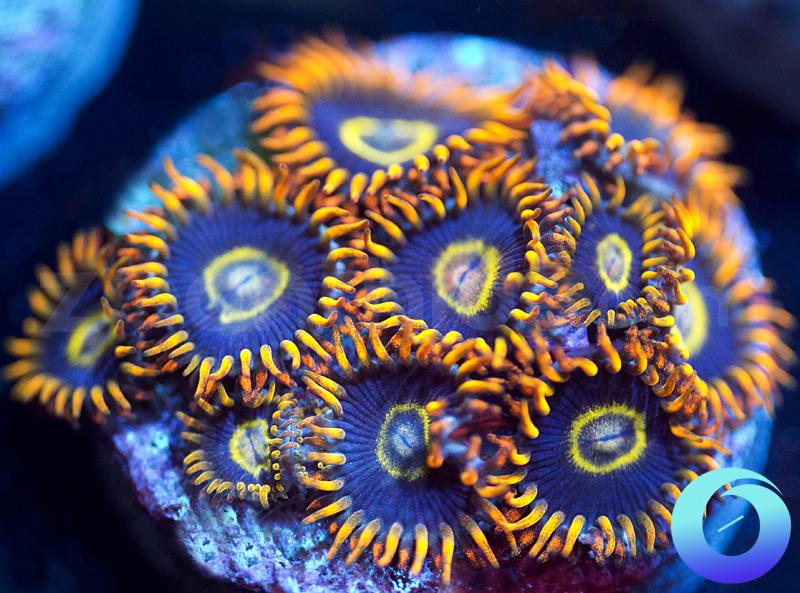 Rainbow Hornets