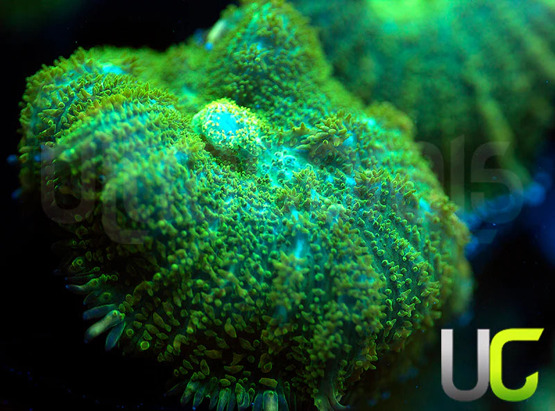 UC Marigold Mushroom