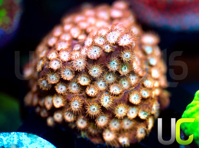 UC Yellowjacket Cyphastrea