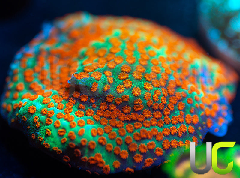 JF Aquaman Monti