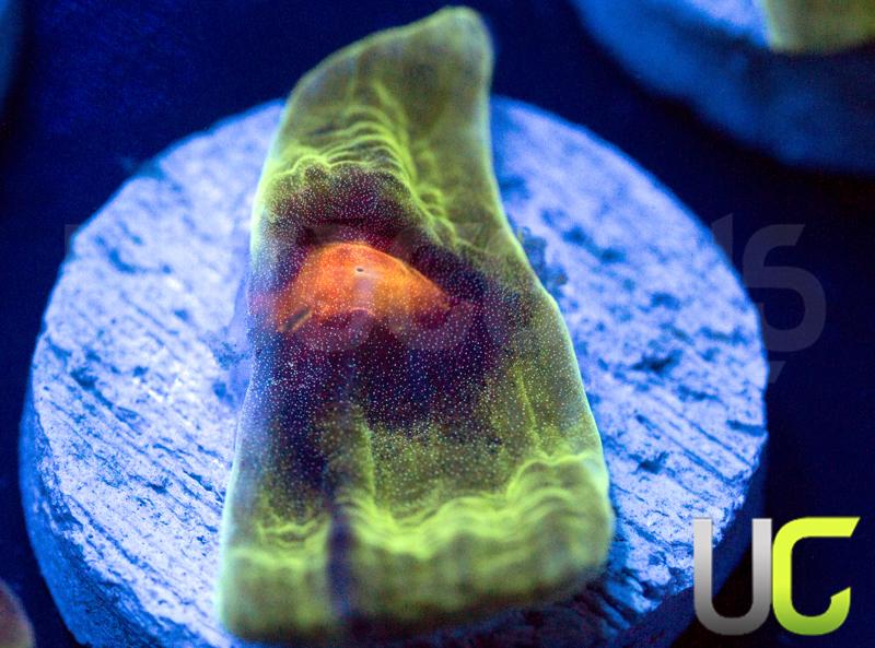 UC Jamberry Mycedium
