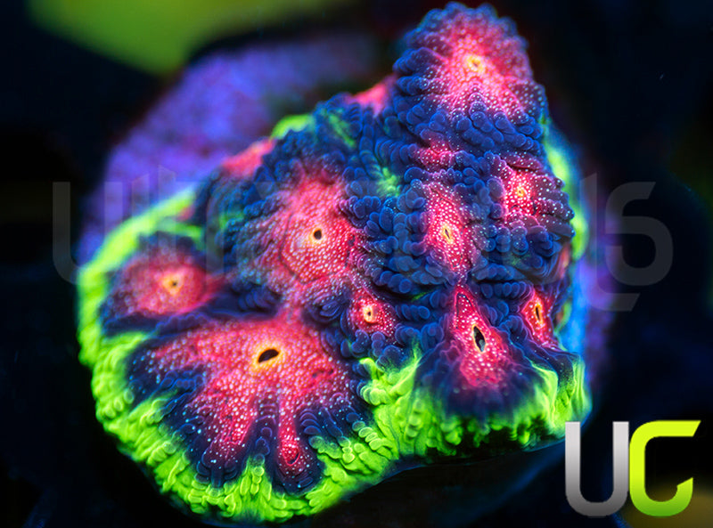 UC Genesis Favites