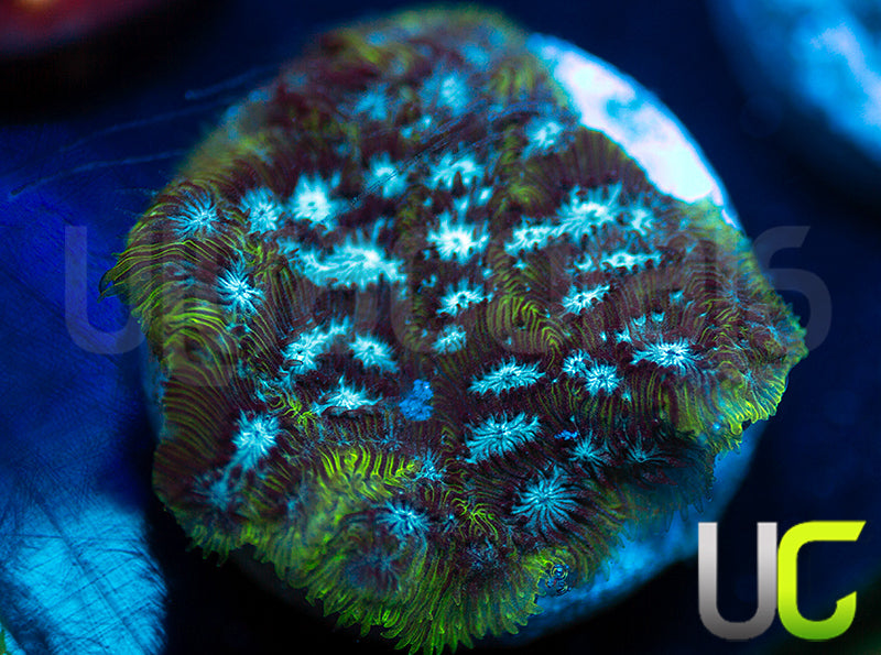 UC Electro Lepto