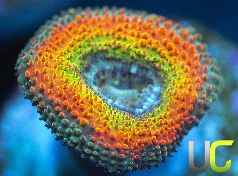 NEW RELEASE: UC Taste the Rainbow Micromussa Amakusensis