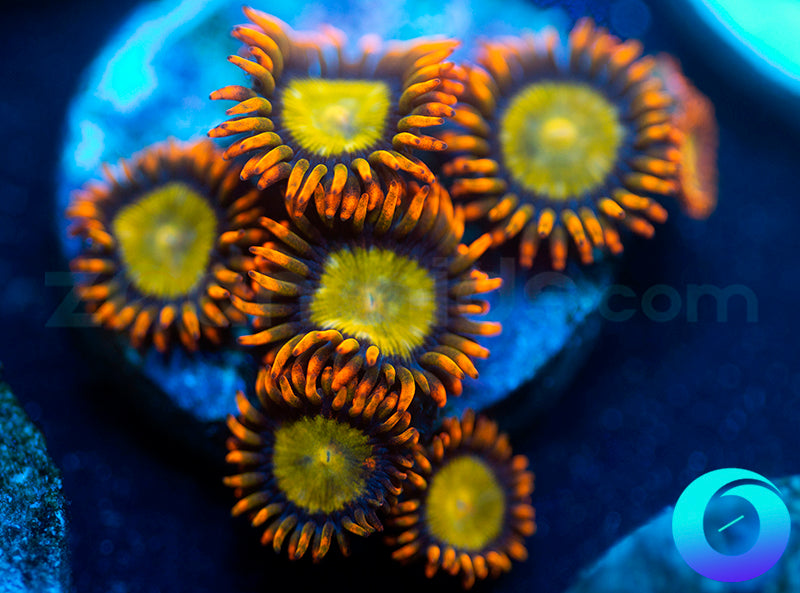 Mandarin Oranges
