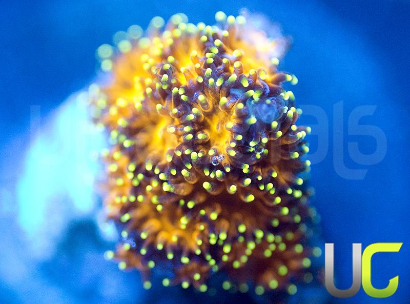 UC Lightning Tip Leptastrea