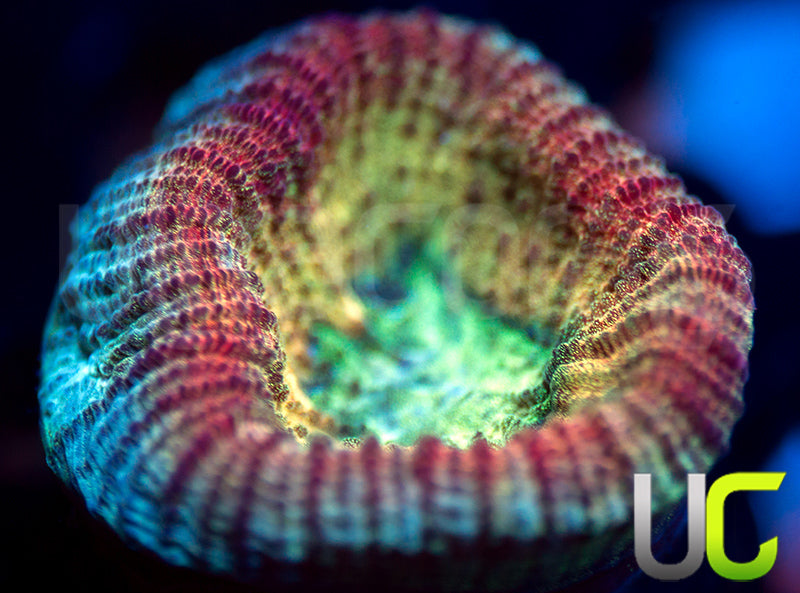 UC Red Rebel Goniastrea
