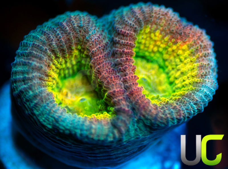 Rainbow Goniastrea