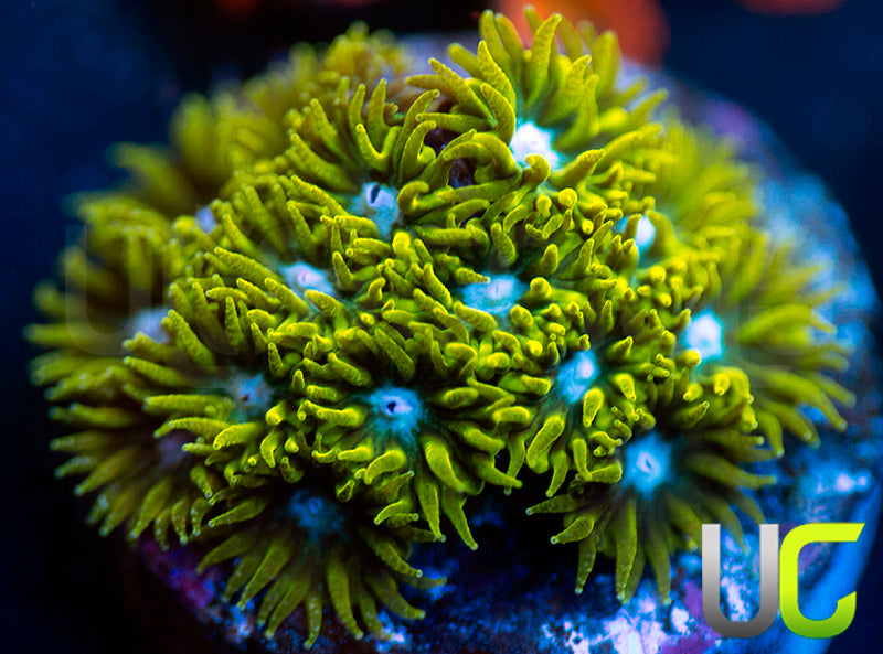 UC Blue Eyed Girl Leptastrea