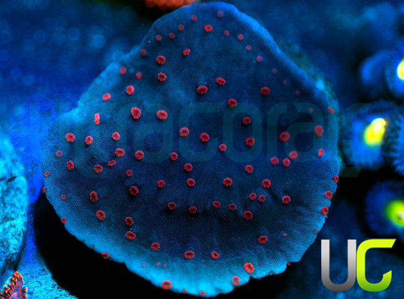UC Mystique Monti