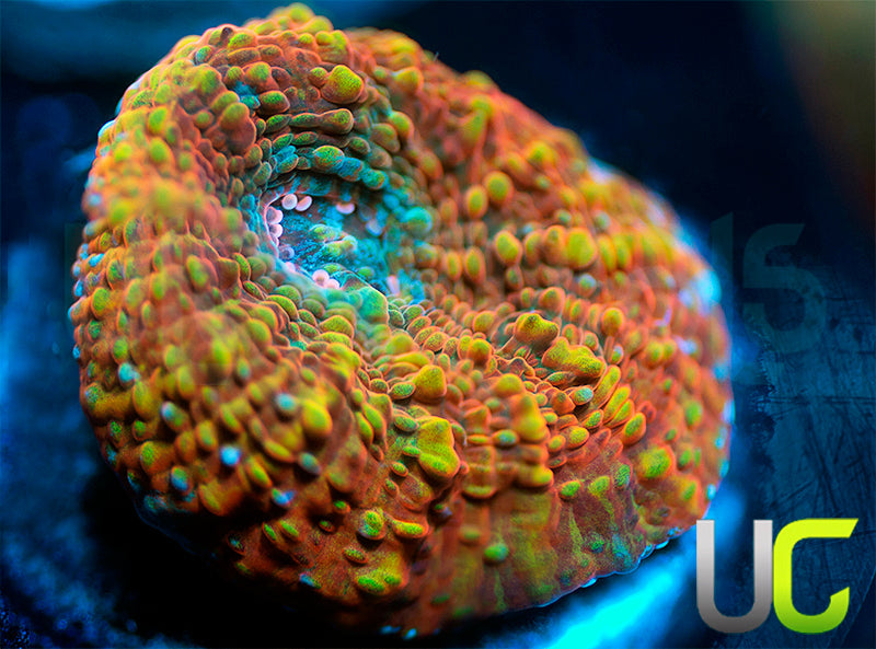 UC Lumiere Chalice