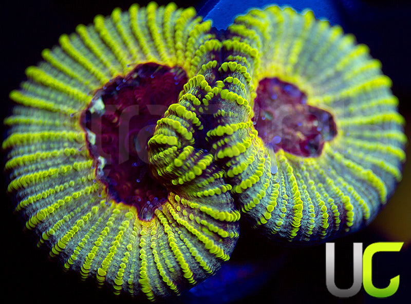UC Electric Honeycomb Favia