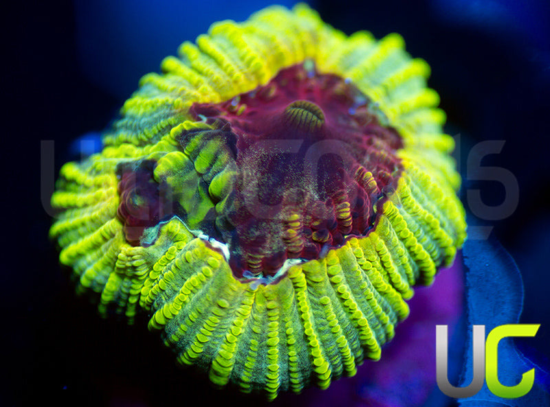 UC Electric Honeycomb Favia