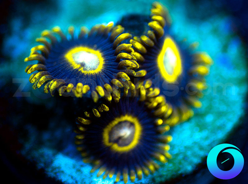 Black Stingers