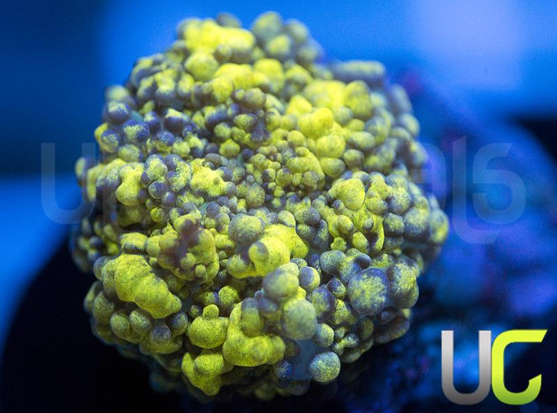 UC Plutonium Bounce Mushroom SM