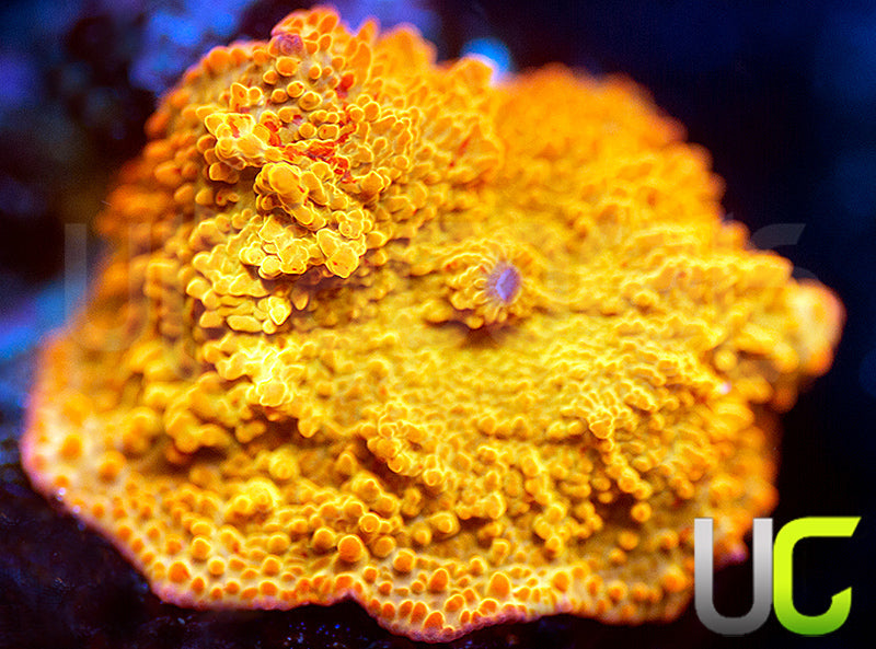 Jawbreaker Mushroom