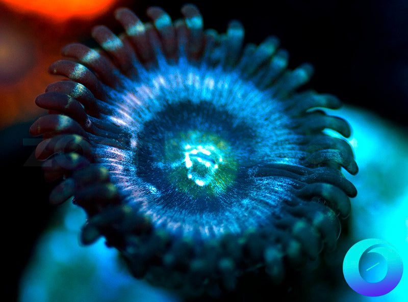 Blue Armageddon