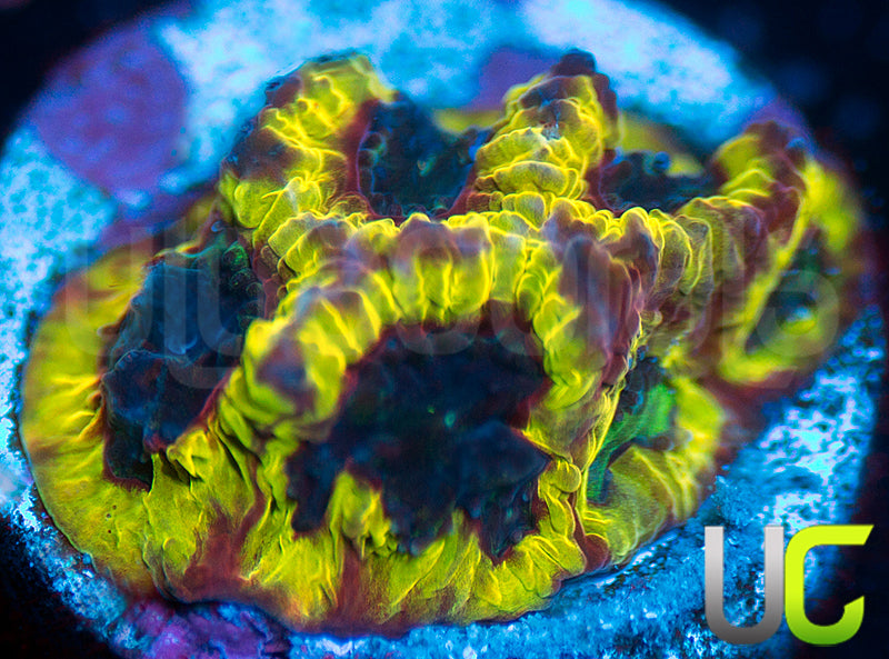 UC Multicolor Favia