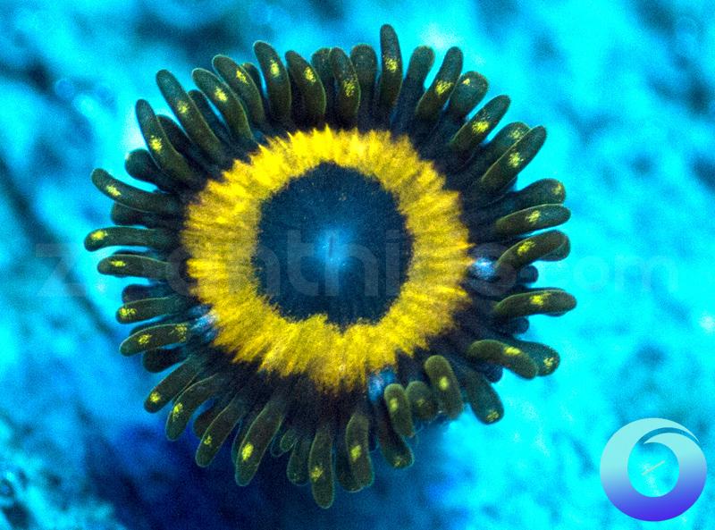 GloWorms