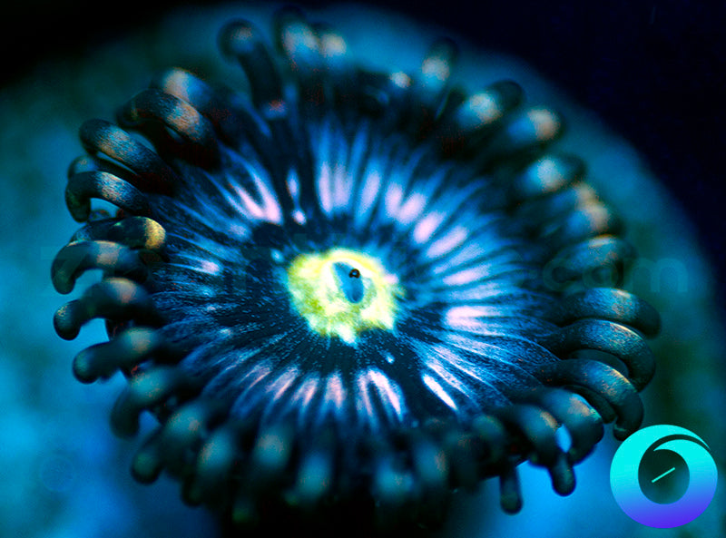 Blue Armageddon